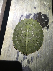 Notochelys platynota