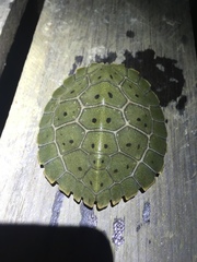 Notochelys platynota