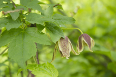 Clematis barbellata
