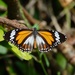 Tiger Milkweed Butterflies - Photo (c) CheongWeei Gan, some rights reserved (CC BY-NC), uploaded by CheongWeei Gan