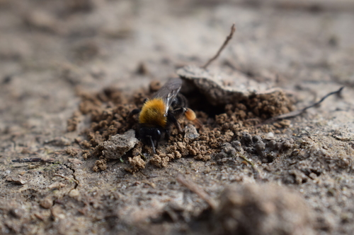 Clark's Mining Bee, Rhenen, Países Bajos, photo 6 of 10
