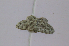 Ophthalmitis herbidaria