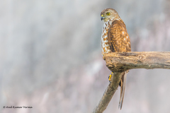 Accipiter badius