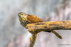 Accipiter badius
