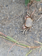 Chasmagnathus convexus