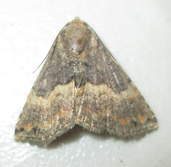 Eublemma nigrivitta