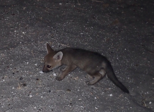 Cape Fox (Vulpes chama)