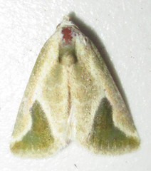 Eublemma admota