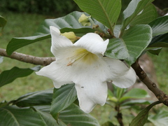 Beaumontia grandiflora