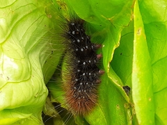 Rhodogastria similis