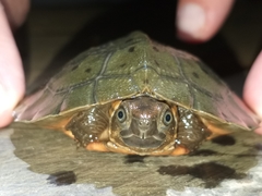 Notochelys platynota