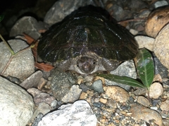 Notochelys platynota