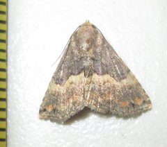 Eublemma nigrivitta