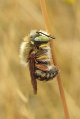 Anthidium punctatum