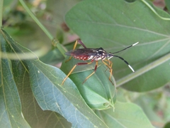Holhymenia histrio
