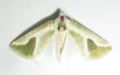 Eublemma admota