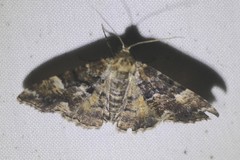 Aporoctena scierodes