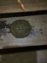 Notochelys platynota