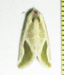 Eublemma admota