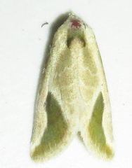 Eublemma admota