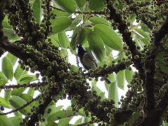 Parus minor commixtus