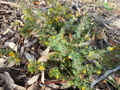 Pultenaea involucrata