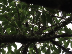 Parus minor commixtus