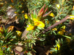 Pultenaea involucrata