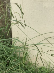 Paspalum dilatatum