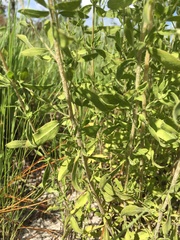 Eupatorium glaucescens