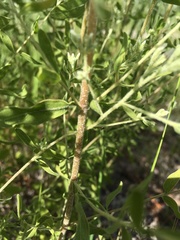 Eupatorium glaucescens