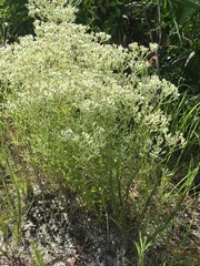 Eupatorium glaucescens