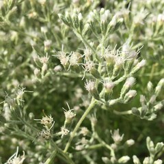 Eupatorium glaucescens
