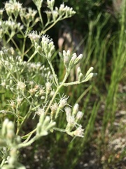 Eupatorium glaucescens