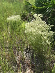 Eupatorium glaucescens