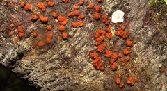 Melogramma