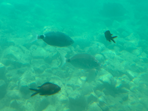 Oblada melanurus