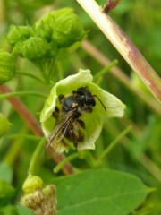 Andrena florea