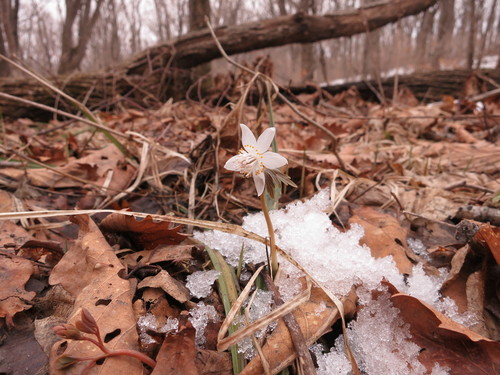 Image of Eranthis stellata by (c) Repina Tatyana, some rights reserved (CC BY)