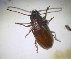 Cacodacnus planicollis