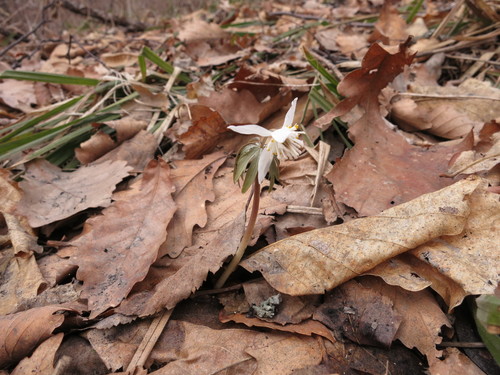 Image of White Snowdrop (Eranthis stellata) by (c) Repina Tatyana, some rights reserved (CC BY)