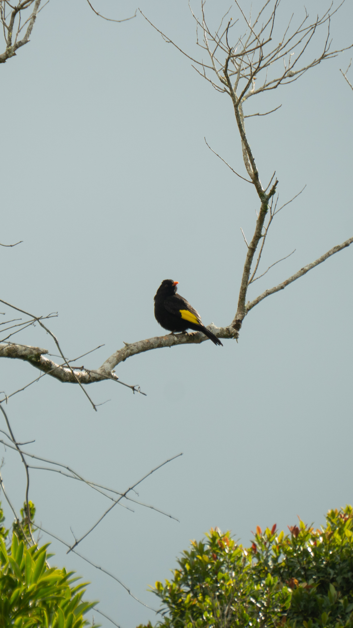 Black-and-gold Cotinga (Lipaugus ater), photo 10