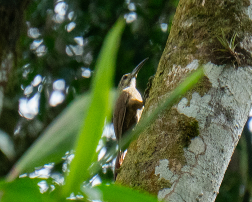 Weißkehl-Baumsteiger (Xiphocolaptes albicollis)