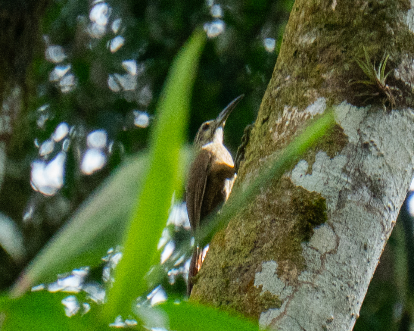 White-throated Woodcreeper illustration