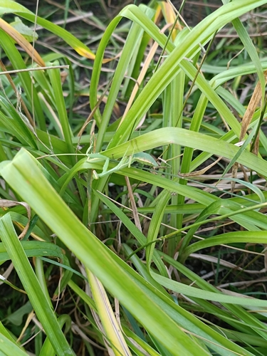 European Mantis