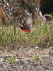 Epthianura tricolor