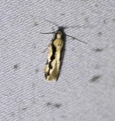 Machetis diamochla