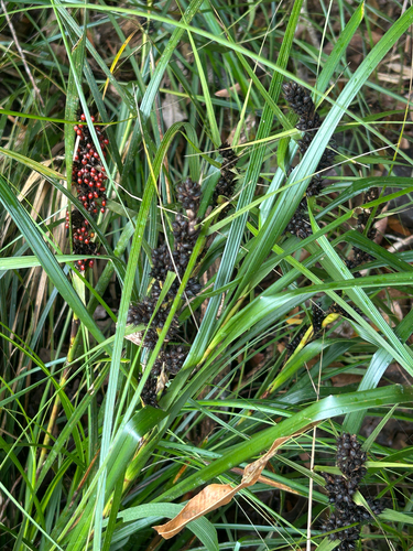 Gahnia aspera observed 2025-08-13
