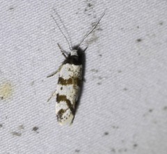 Isomoralla gephyrota