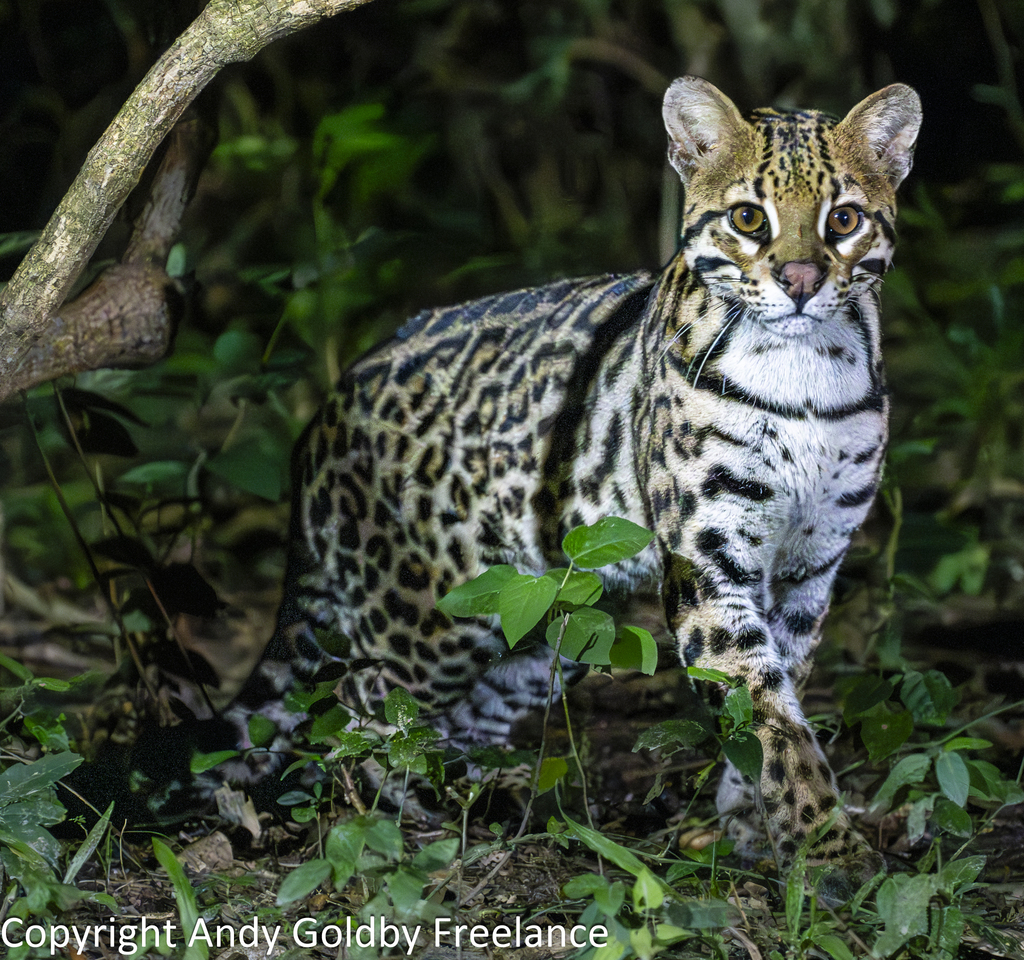 Ocelot, photo 1 of 7